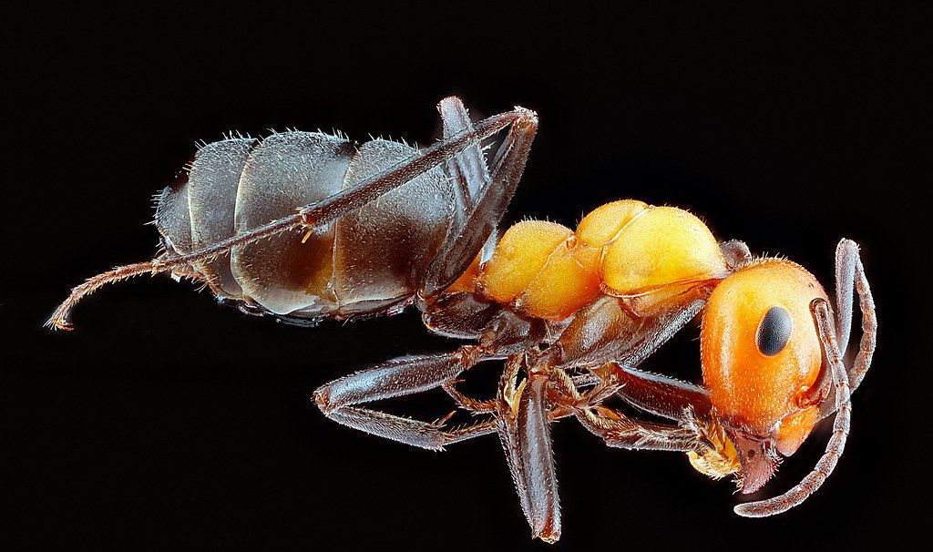 Ant Control service in Atlanta, GA