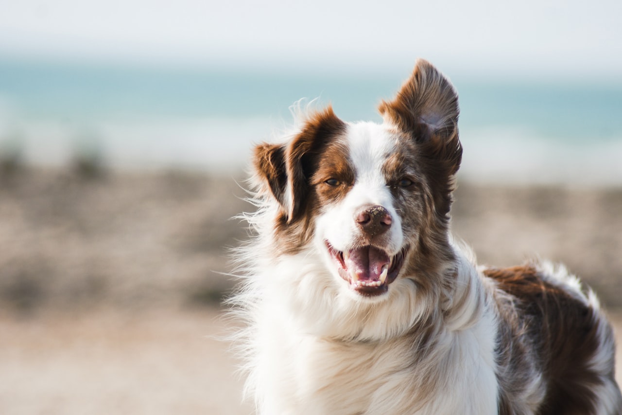 Flea & Tick Control service in Atlanta, GA