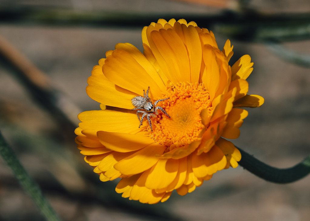 Spider Control service in Atlanta, GA